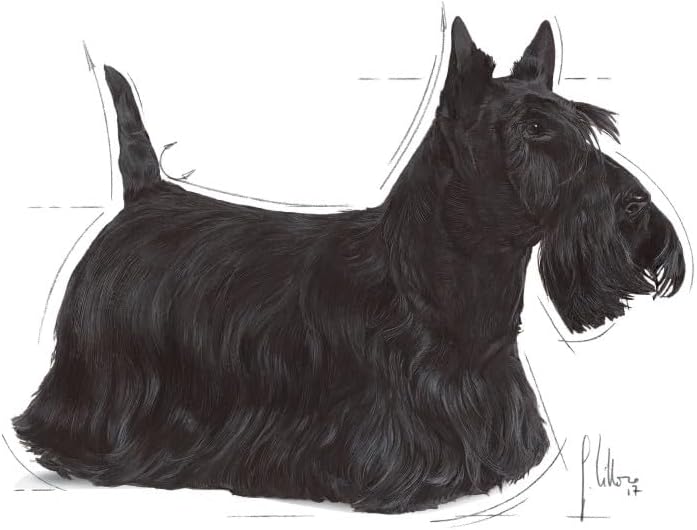 Detalle de Royal CANIN DERMACOMFORT Mousse – Alimentation humide pour chien adulte à peau sensible (12 x 85 g)