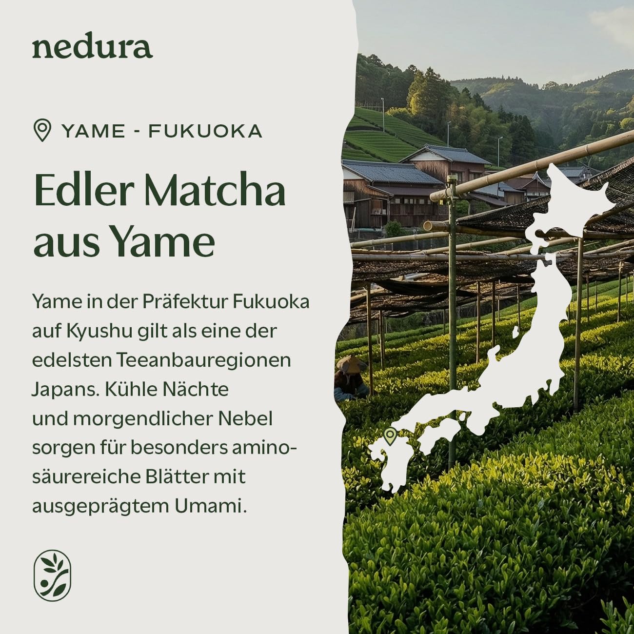 Detalle 2 de nedura BIO Matcha ceremonial grade – Original japanisches Bio-Matcha-Pulver, 100 g