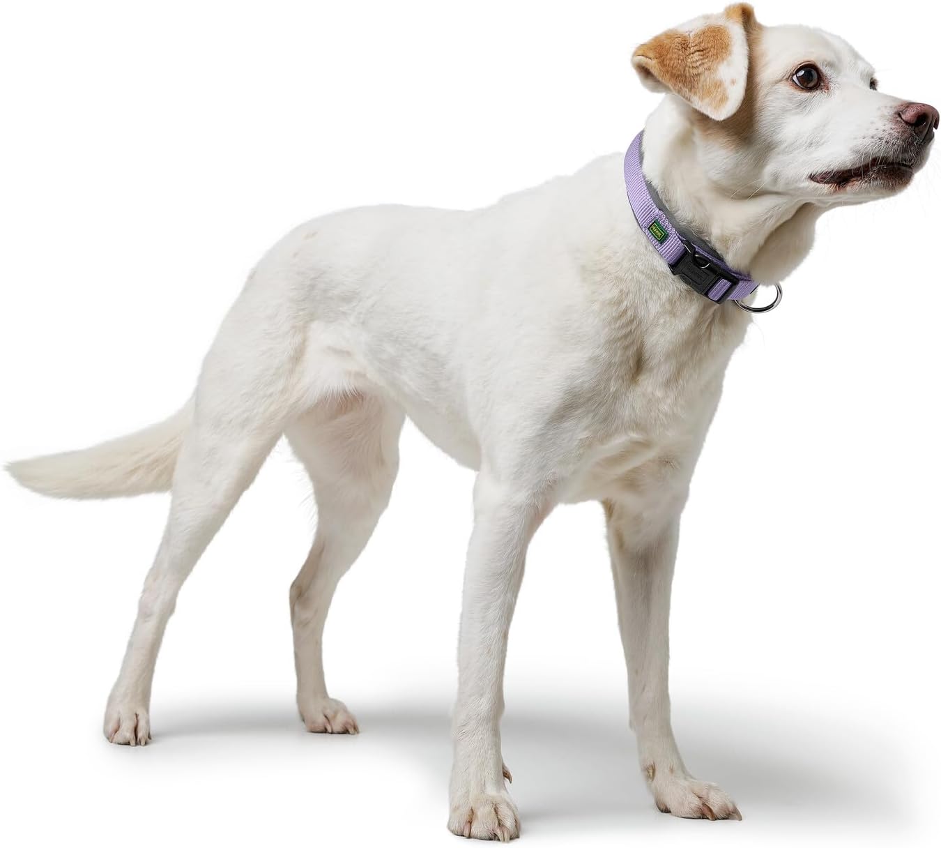 Detalle de Hunter Hundehalsung NEOPREN Vario Plus – Größe L-XL, Lavendel/Grau, 2,5 cm breit