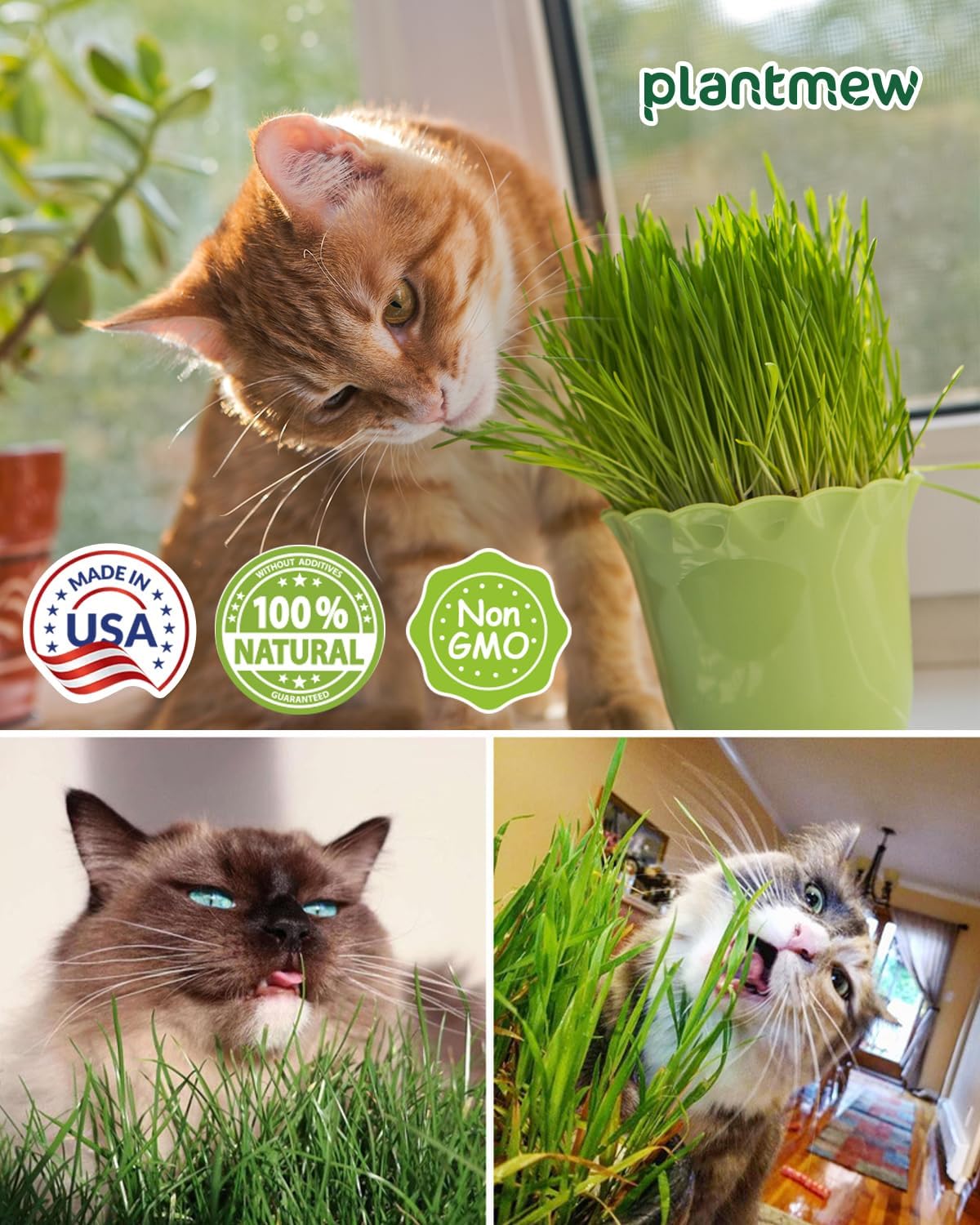 Detalle 2 de Cat Grass Growing Kit 3-Pack