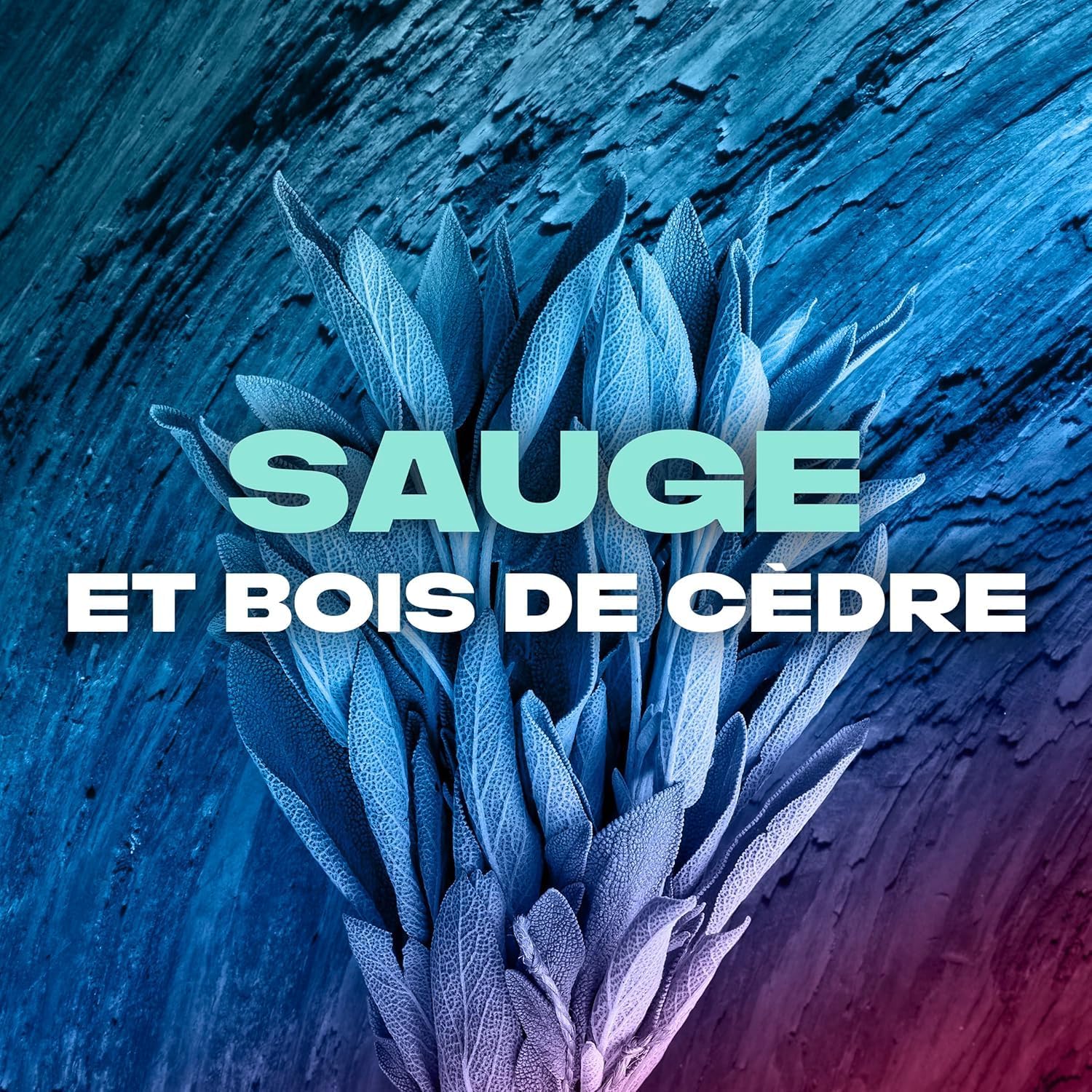 Thumbnail 4 de AXE Apollo Homme gel douche 5-en-1 24h hydratant parfum sauge & bois de cèdre (lot 12x250 ml)