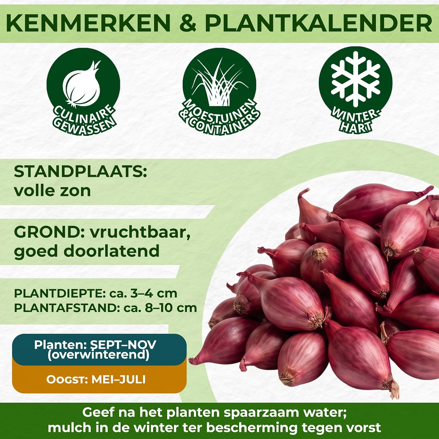 Detalle de DUTCH BULBS Red Baron plantuien, 500 g, maat 14–21 mm