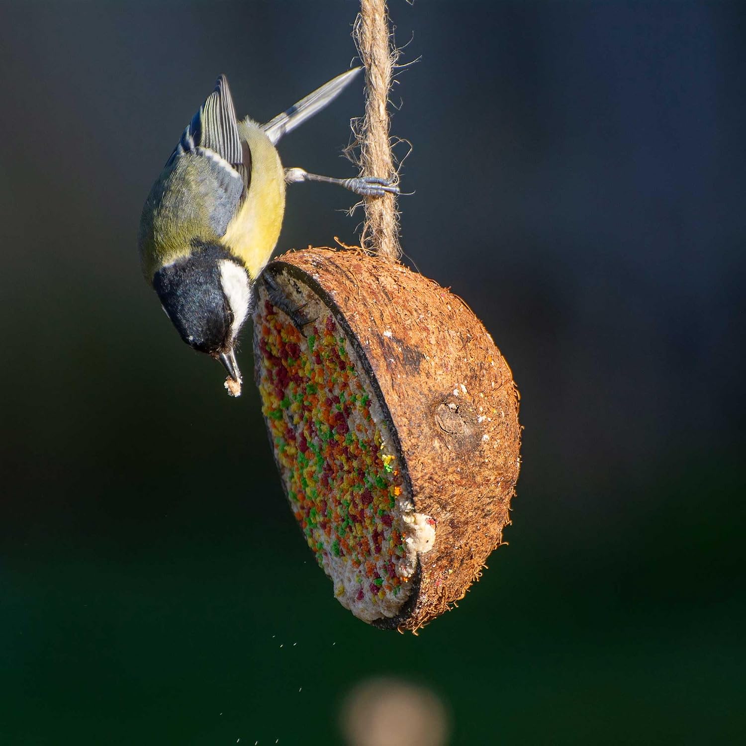 Thumbnail 4 de dobar® 10x gefüllte Kokosnusshälften 2 kg 🐦