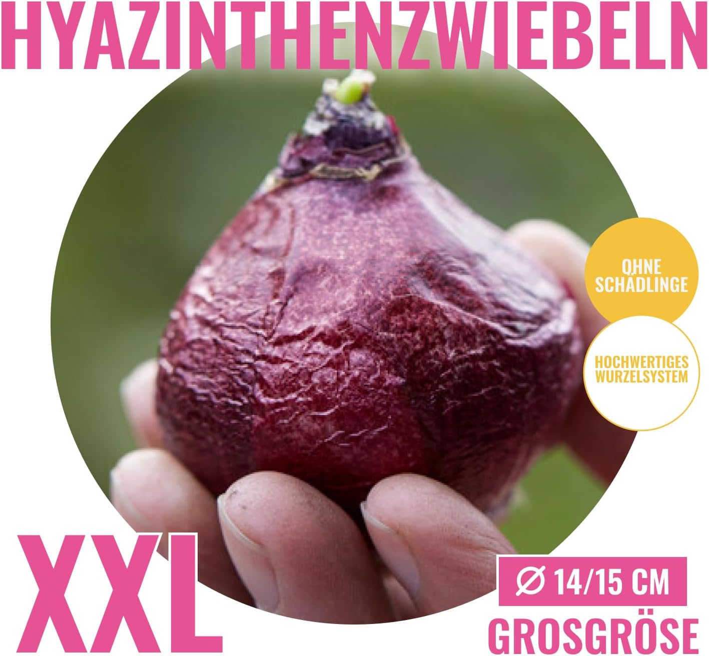 Detalle de Florium Oosterse hyacintenbollen, 15 stuks in geurige mix