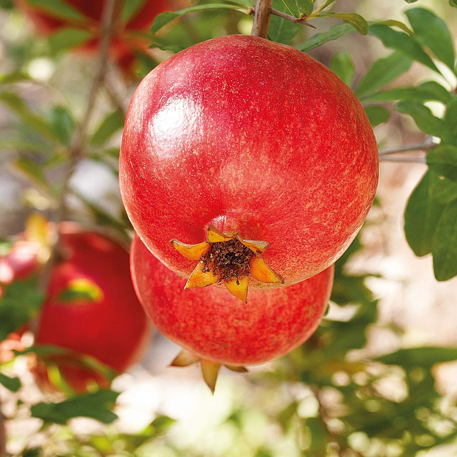 Thumbnail 5 de Weleda - Aceite Corporal Granada, Antioxidante y Vegano 🌿