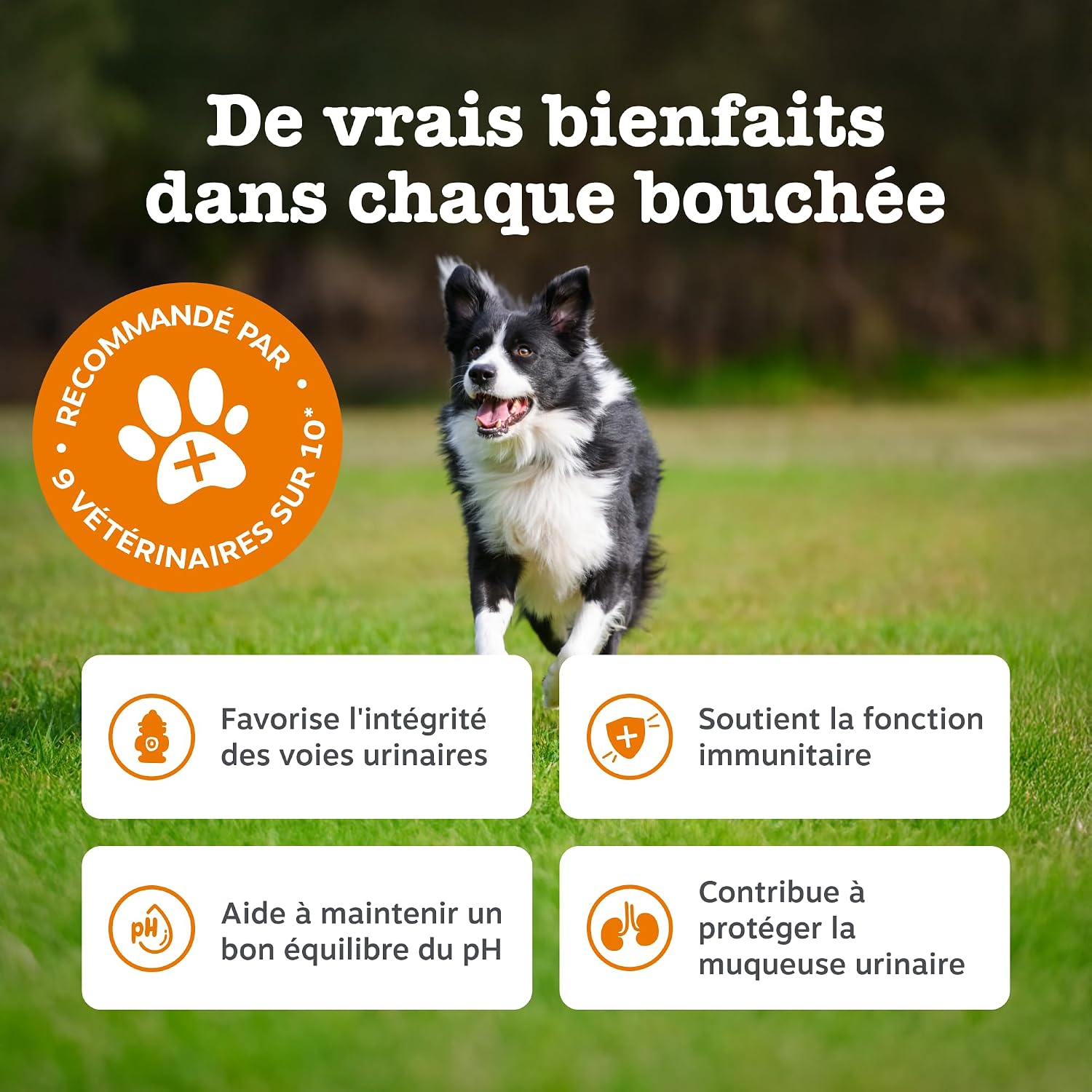 Detalle de Zesty Paws Urinary Care à la Cranberry – Friandises complètes pour la santé des voies urinaires chez le chien