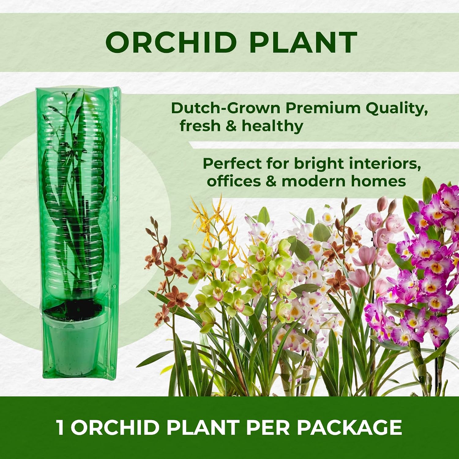 Thumbnail 4 de DUTCH BULBS 8720364056889 Dendrobium Nobile Orchids, 3 Plants, 30–40cm