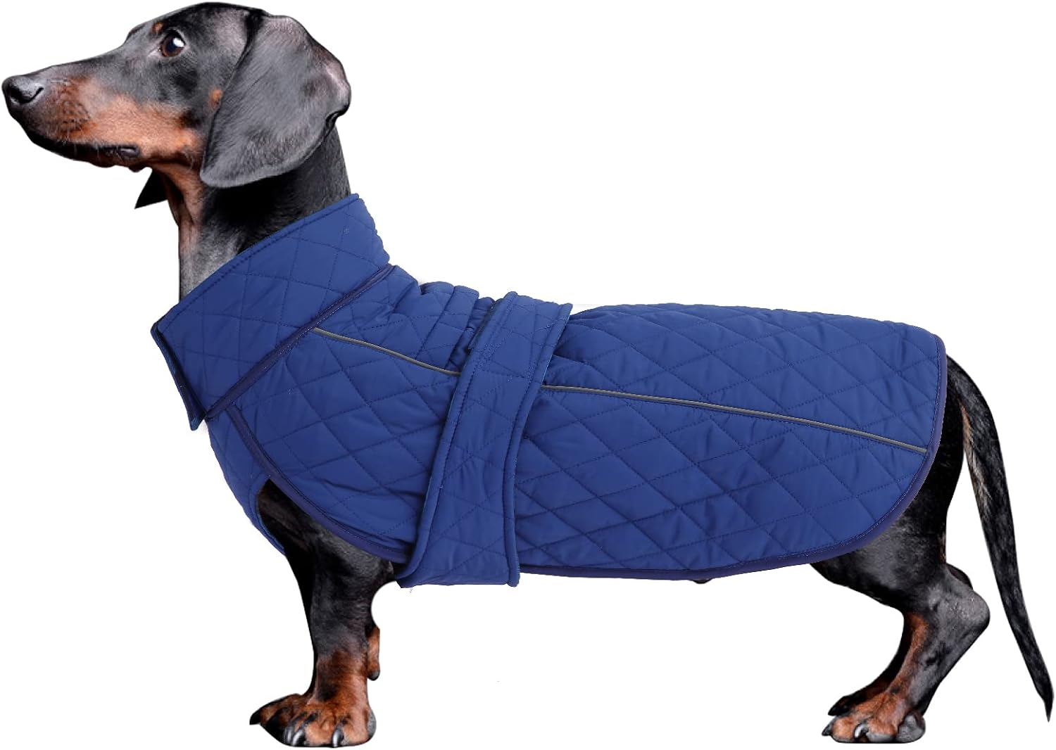Detalle de Morezi Dachshund Coat: Navy Water-Resistant Fleece Jacket with Reflective Stripe (Size L) for Miniature Sausage Dogs