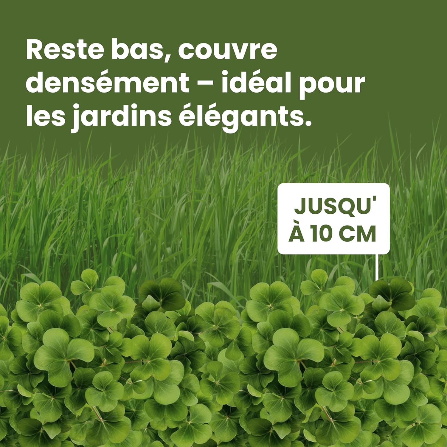 Thumbnail 3 de LERAVA Trèfle blanc (50 m²) – Fixateur d’azote naturel pour pelouses et jardins