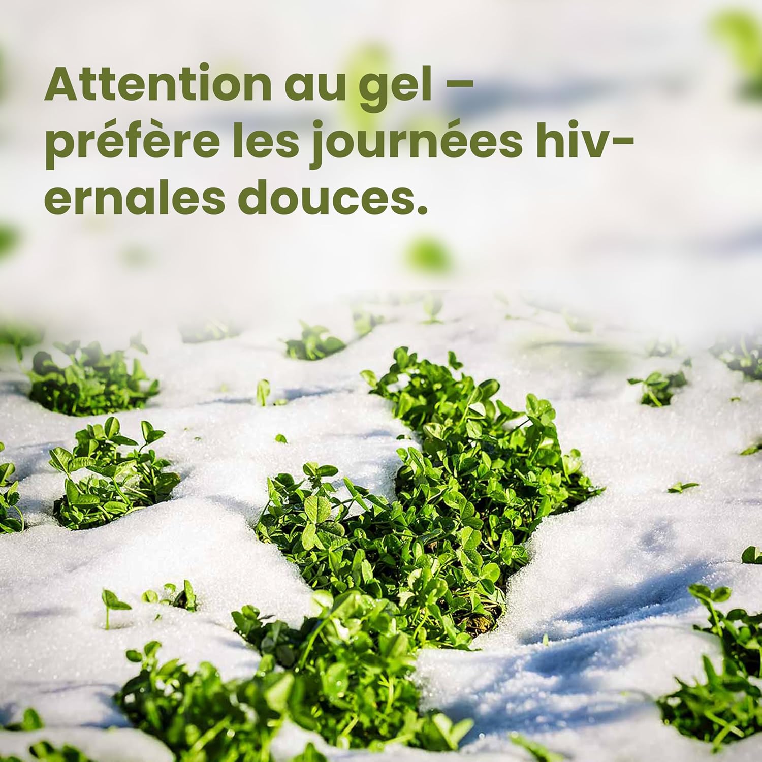 Thumbnail 5 de LERAVA Trèfle blanc (50 m²) – Fixateur d’azote naturel pour pelouses et jardins