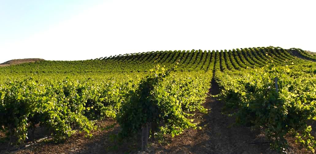 Thumbnail 4 de Protos Sauvignon Blanc 🌿 Estuche 2 Botellas, D.O. Rueda