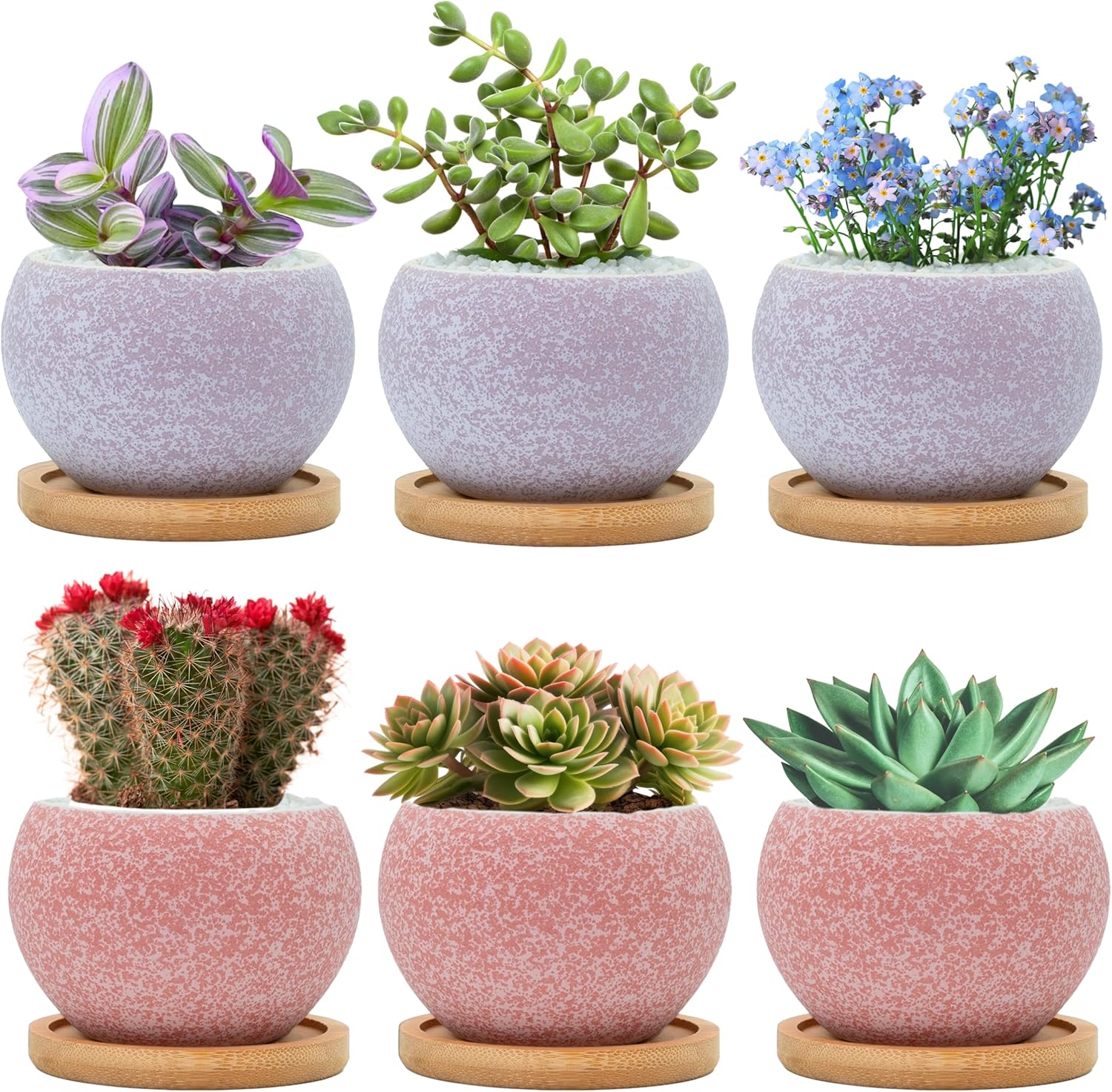 Thriving Thicket 3" Ceramic Succulent Pots, 6-Pack 🌱