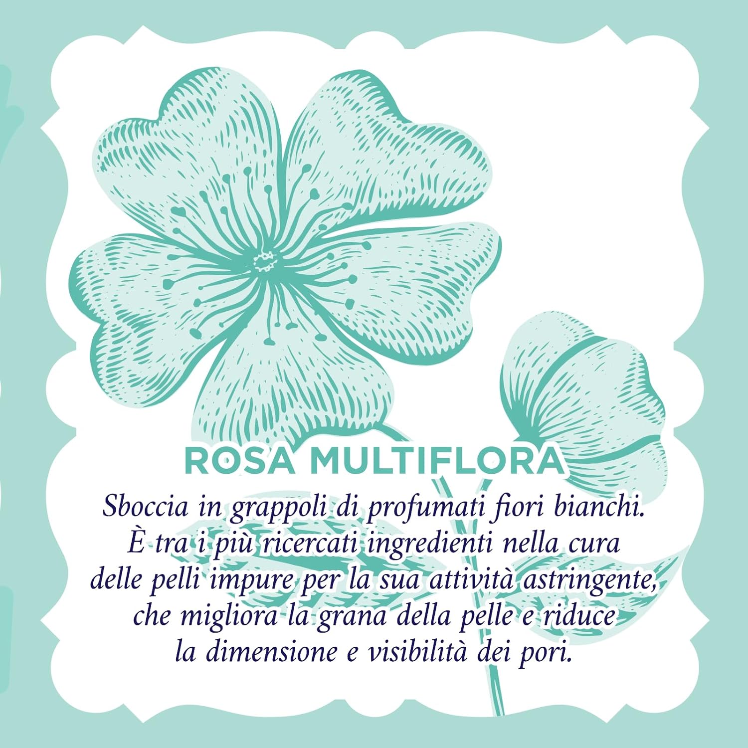 Thumbnail 4 de Acqua alle Rose: Crema Viso Idratante Purificante con Niacinamide e Attivi Astringenti di Rosa Multiflora