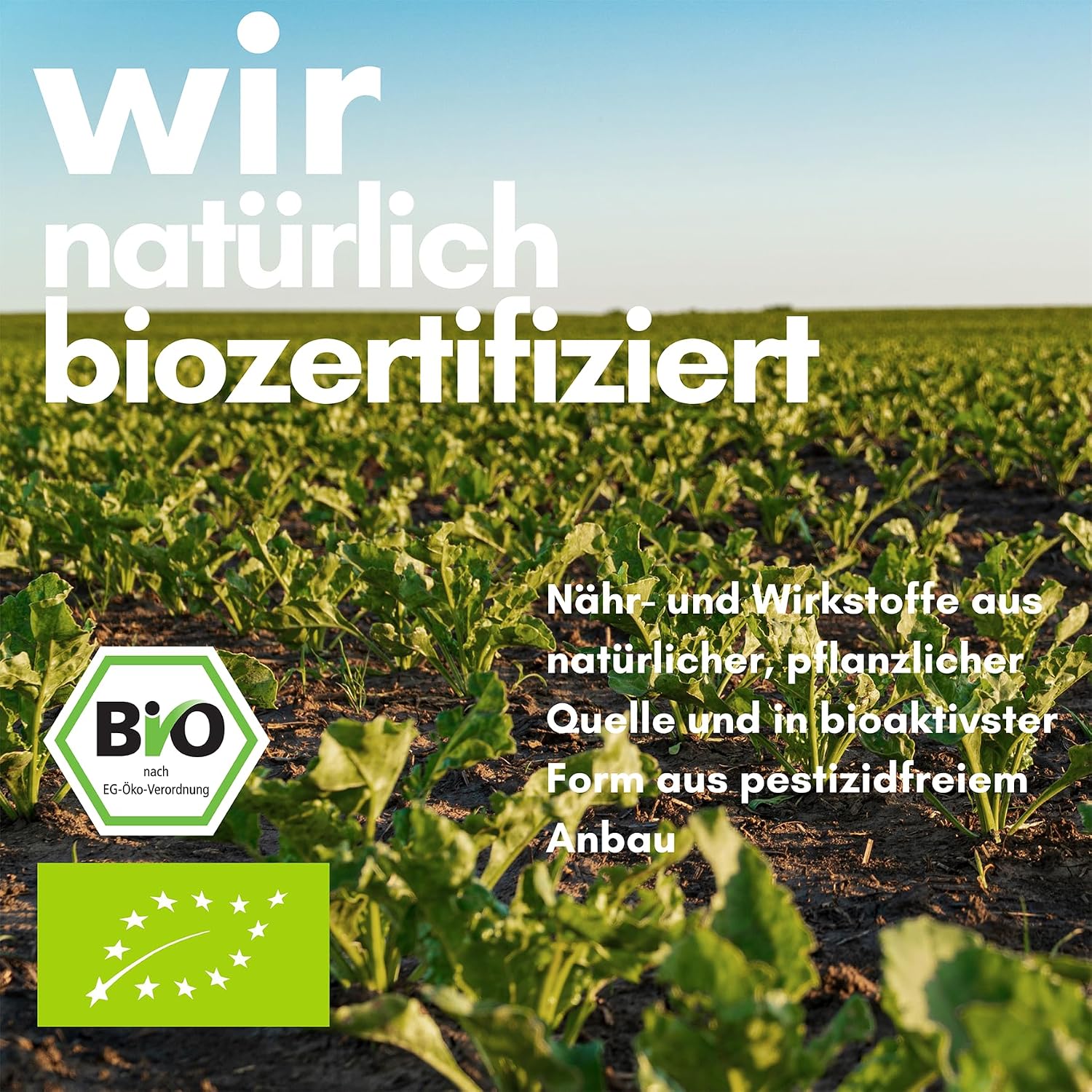 Thumbnail 3 de Resveratrol I Der Vergleichssieger I 500 mg Trans-Resveratrol Kapseln 90 Kapseln