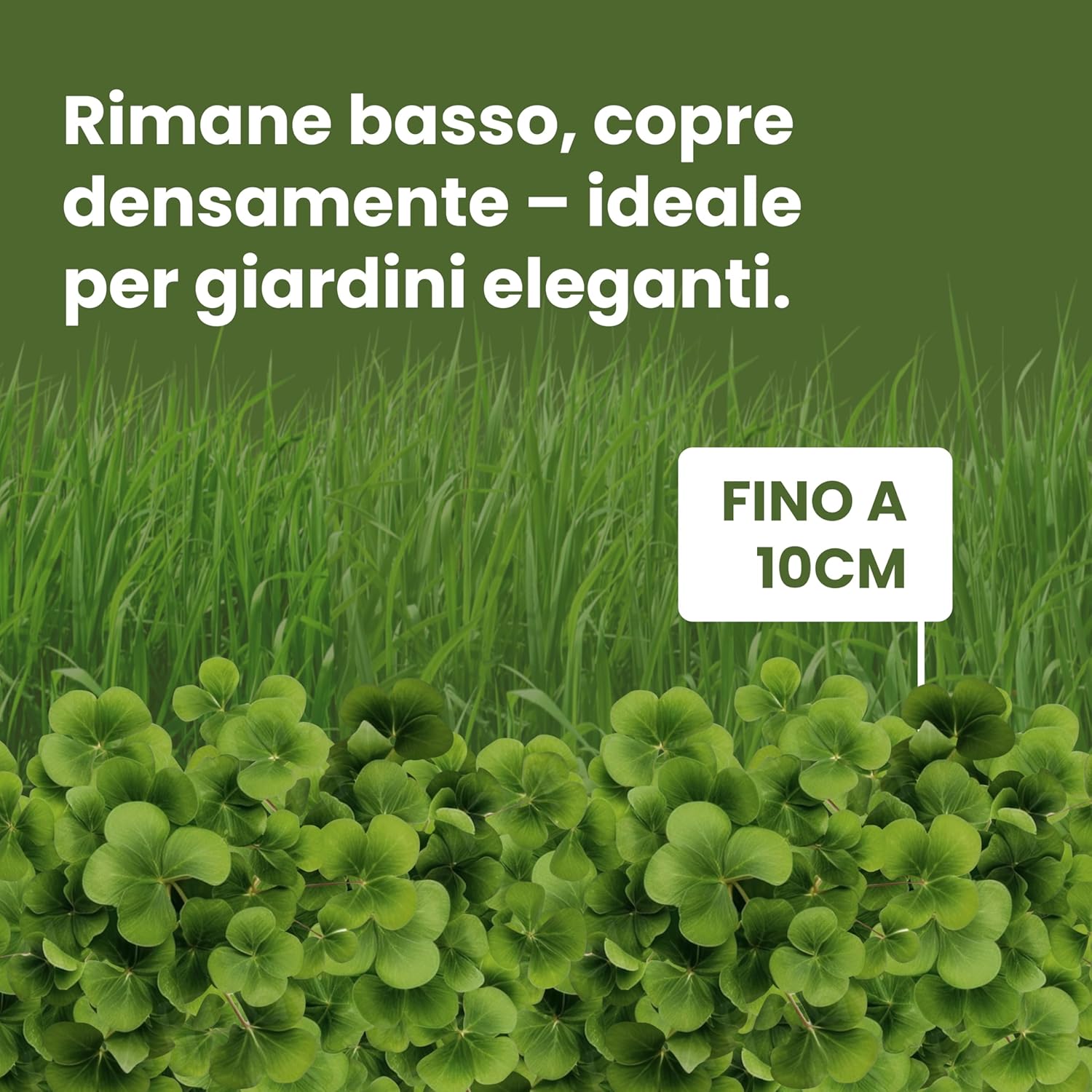 Thumbnail 3 de LERAVA Trifoglio Nano semi prato (50 m²) – non richiede taglio, crescita compatta e fioritura bianca