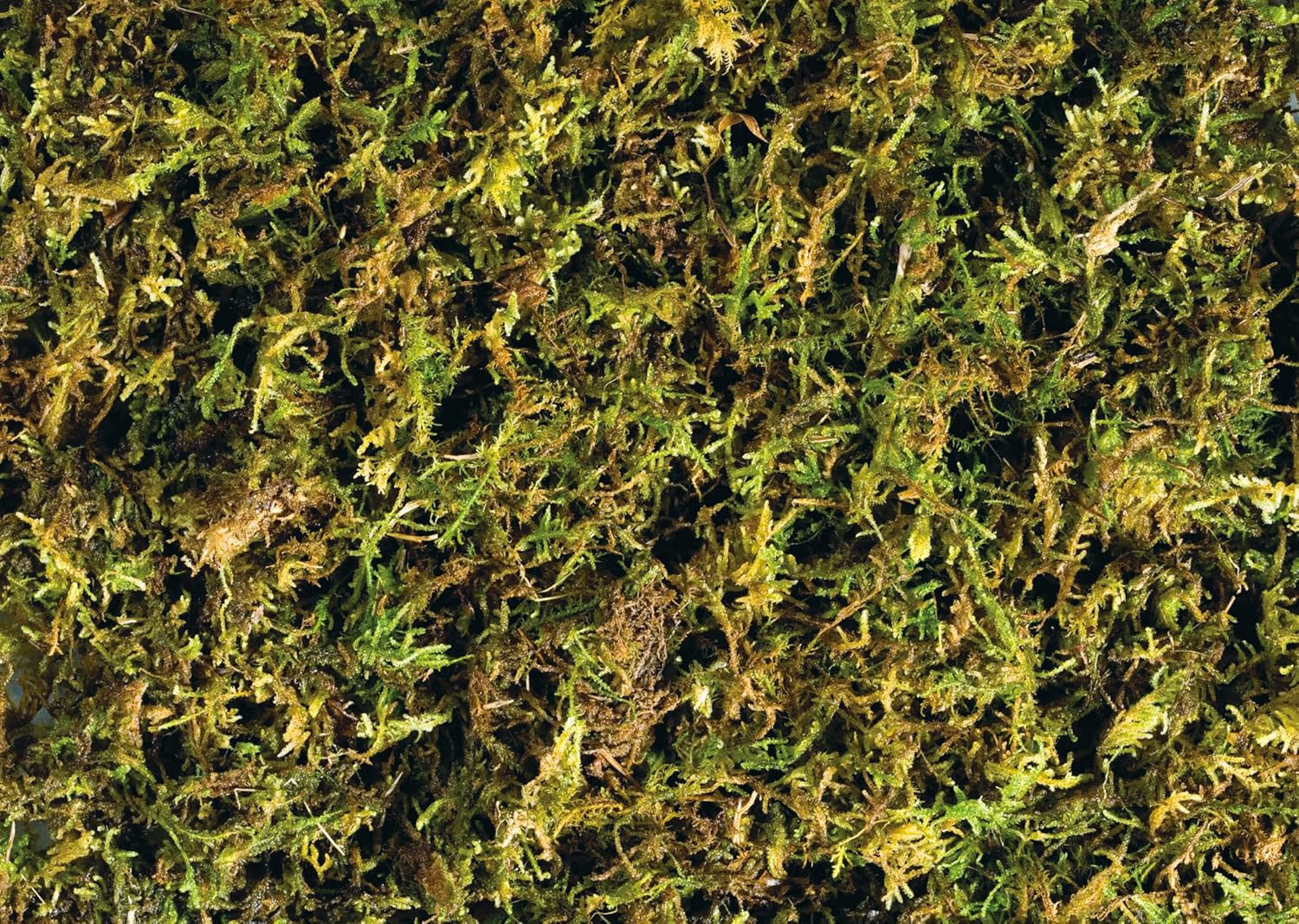 Thumbnail 1 de Exo Terra Sustrato Natural Forest Moss 14 L