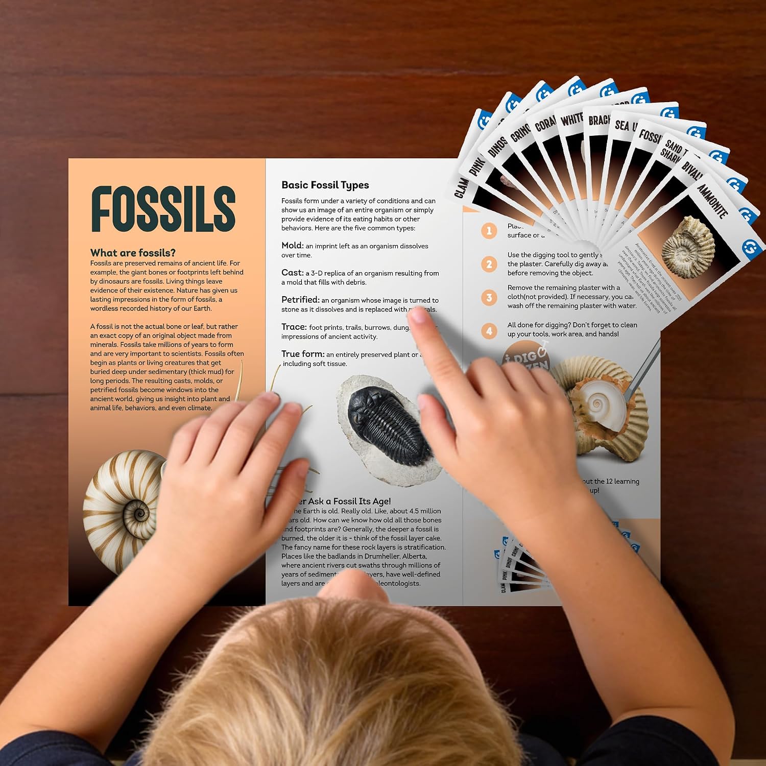 Detalle 1 de Gamerside Fossil Digging Kit, 12 Fossils