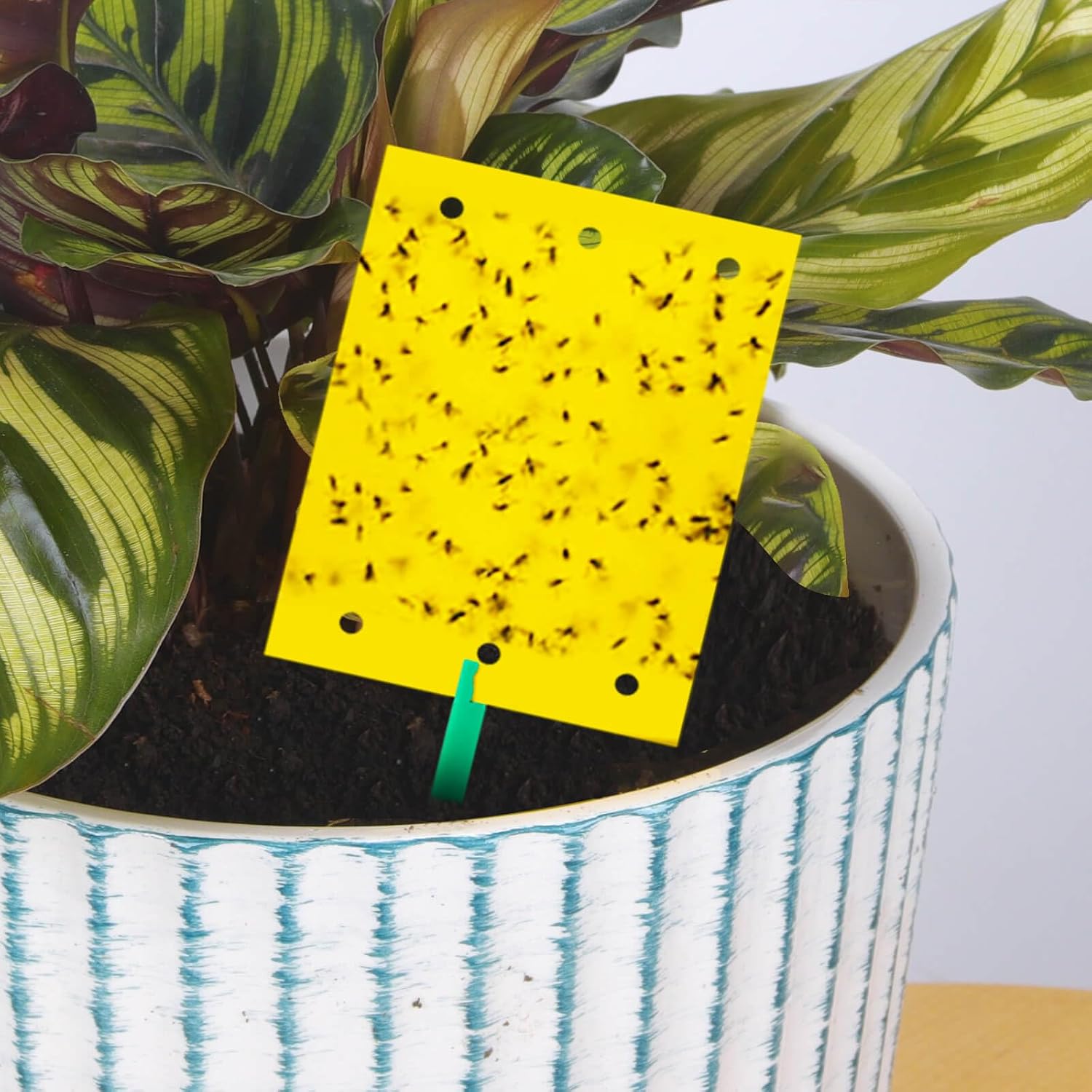 Detalle 2 de Blooven Fruit Fly Traps 6.5×9 cm, 40 pcs 🪰