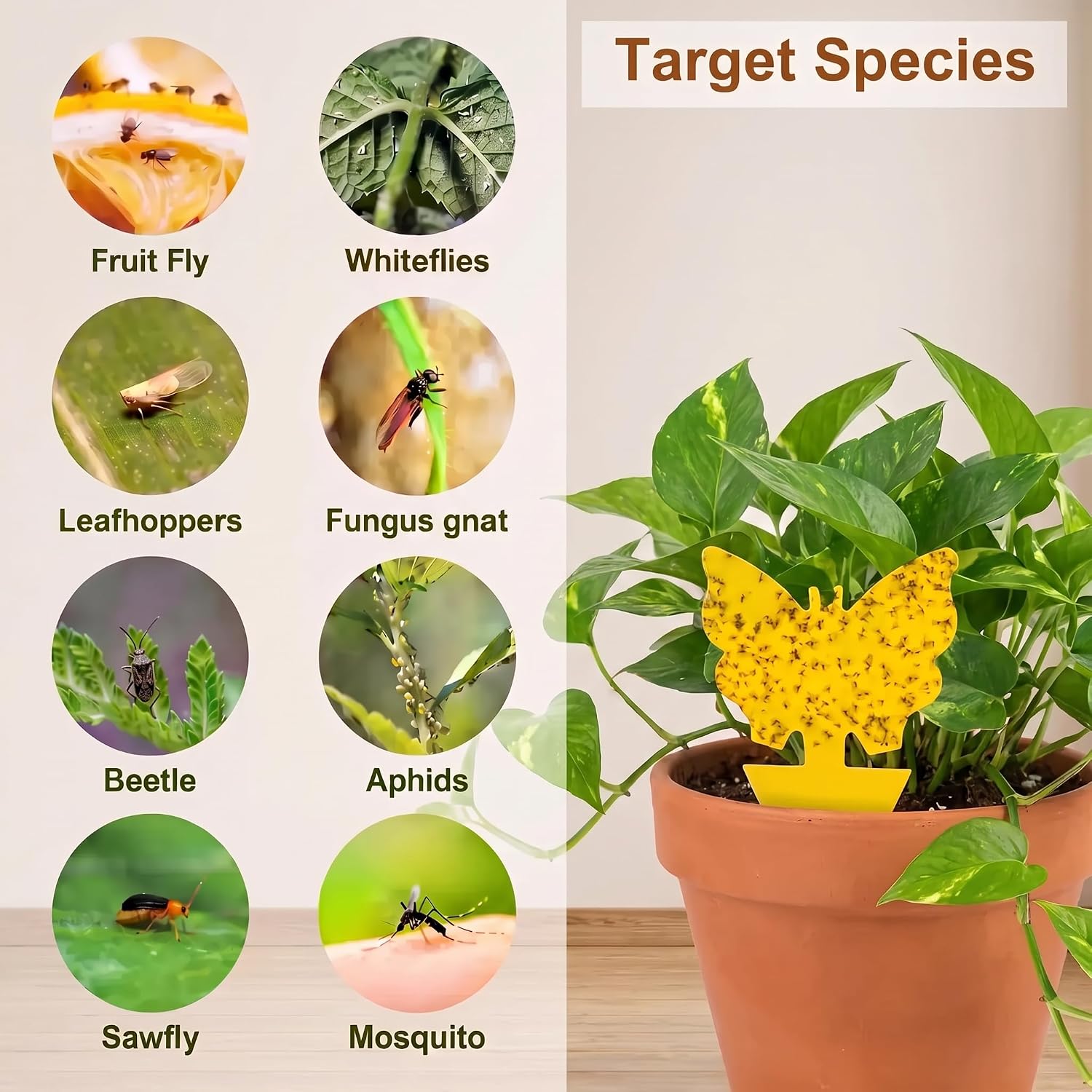 Detalle de Stingmon 36 Pack Stick Fruit Fly Trap, Dual-Sided Yellow Plant Traps