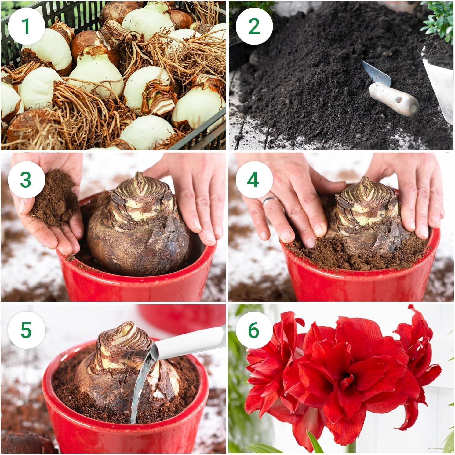 Thumbnail 6 de DUTCH BULBS EXCLUSIVE PLANTS FROM HOLLAND Amaryllis Papilio QW-K981-FD53, bol 20/22