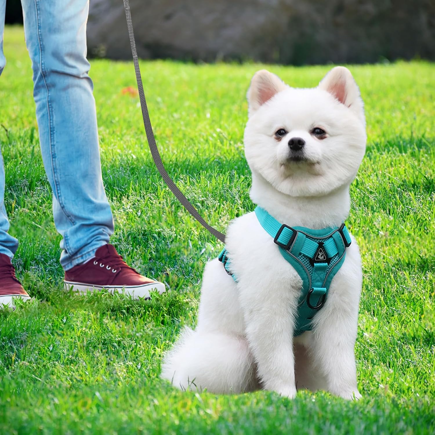 Thumbnail 5 de Cat Harness and Lead Set: Escape-Proof Kitten Harness with 5m Retractable Lead (Blue, Size S)
