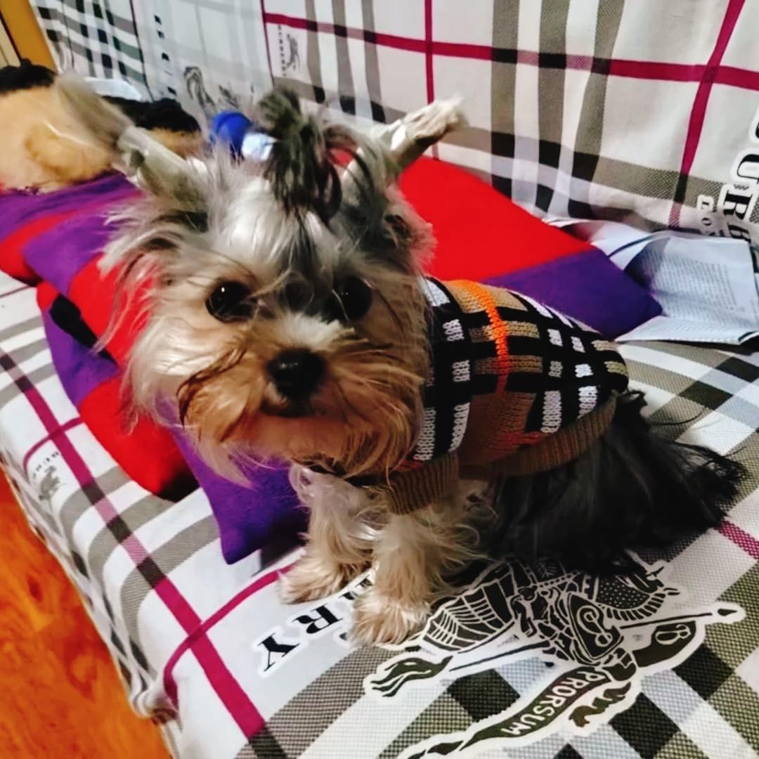 Thumbnail 6 de Small Dog & Cat Jumper: Knitted Sweater Pullover for Teacup & Tiny Breeds (XL)