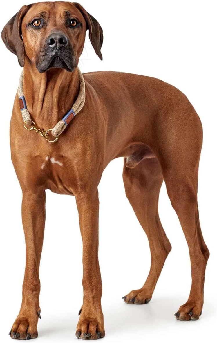 Thumbnail 4 de HUNTER Sansibar Rantum Halsung, Hundehalsband, beige, 50 cm (M-L) – nautisch-modern