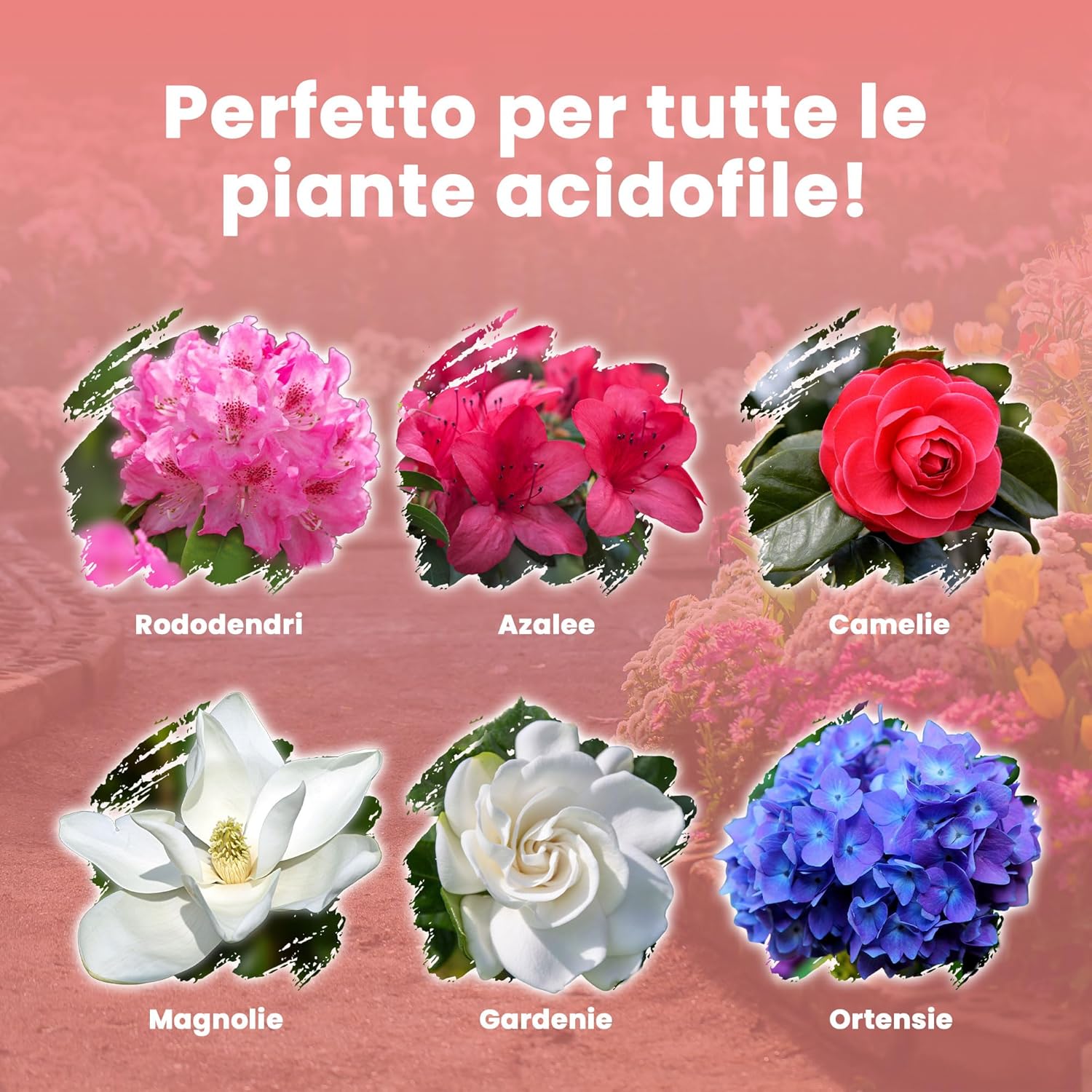 Detalle 2 de LERAVA Concime Acidofile (4x800 g) – fertilizzante biologico per ortensie, rododendri, azalee, camelie, gardenie