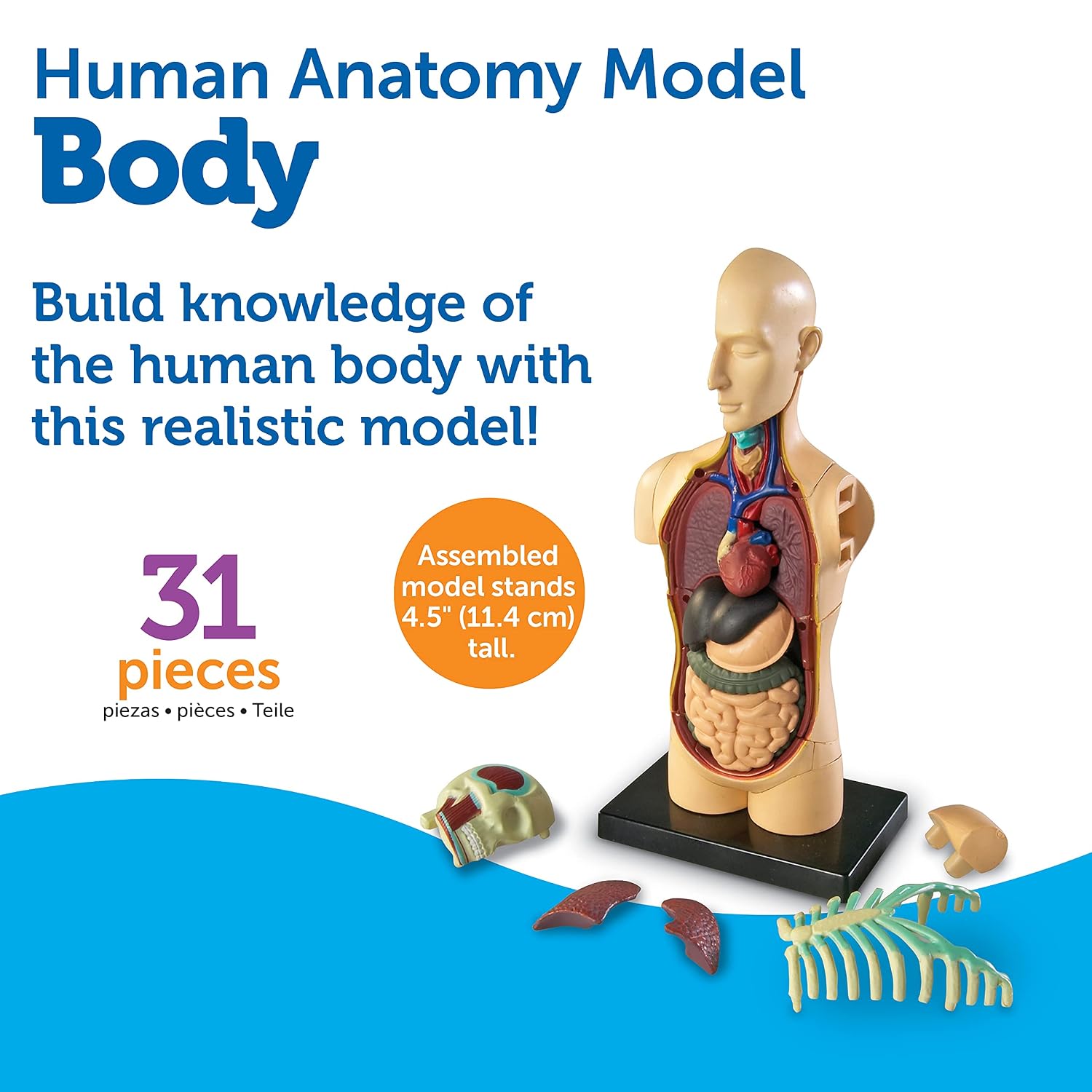 Thumbnail 6 de Learning Resources Modelo Anatómico Cuerpo Humano 🧠 31 Pzs, Infantil