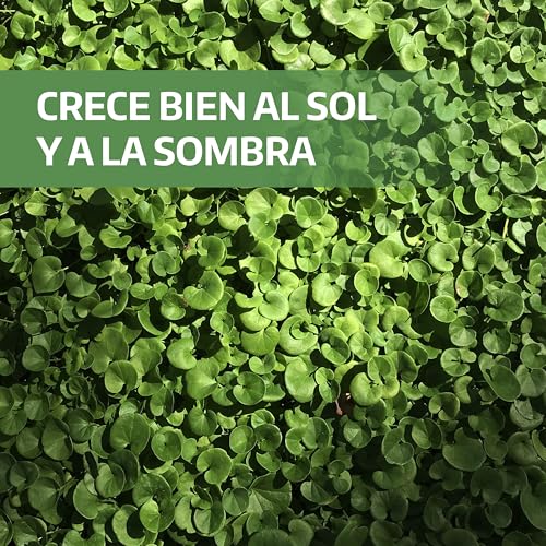 Detalle de LERAVA Dichondra repens semillas (200 g) para 20 m² – césped resistente y adaptable