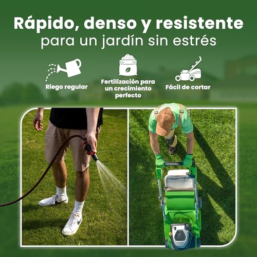 Detalle de LERAVA EXPRESS semillas césped (30m²) – crecimiento rápido y resistente
