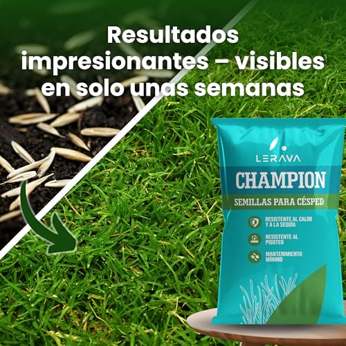 Detalle de LERAVA CHAMPION semillas césped (30 m²): mezcla resistente a la sequía para jardín natural