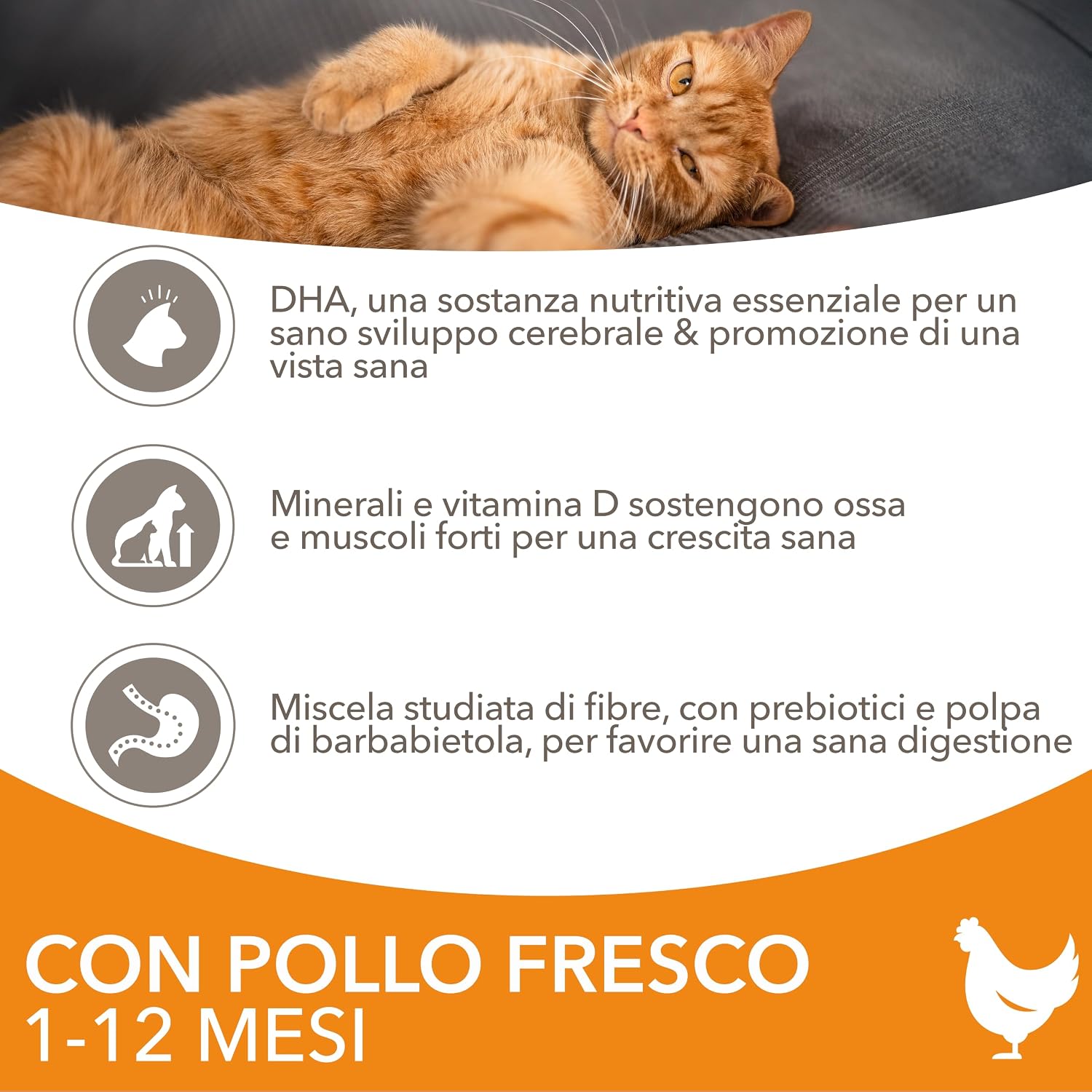 Thumbnail 2 de IAMS Cibo secco per gattini da 1–12 mesi con pollo fresco, 3 kg
