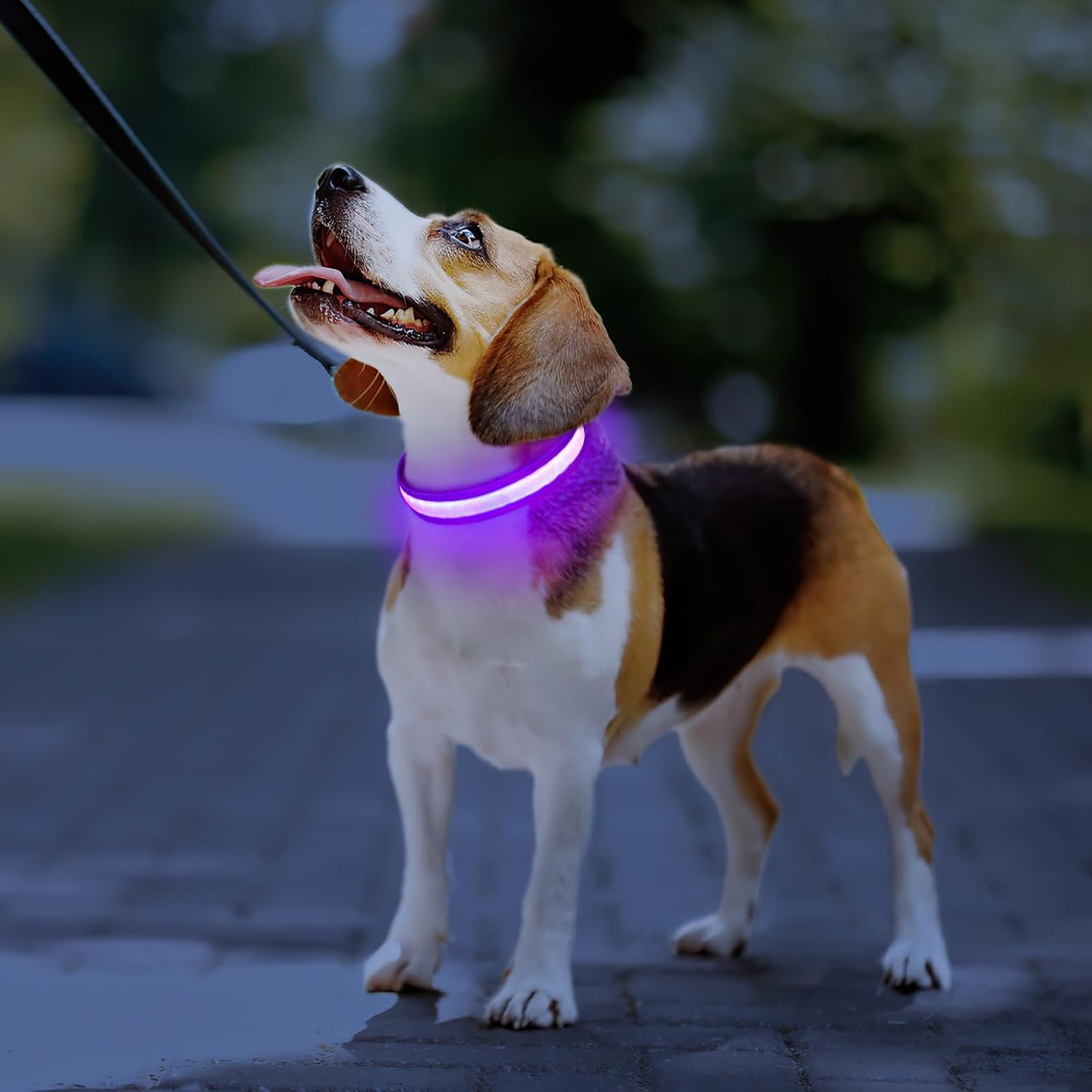 Detalle 2 de Leuchthalsband Hund mit LED 7 Farben