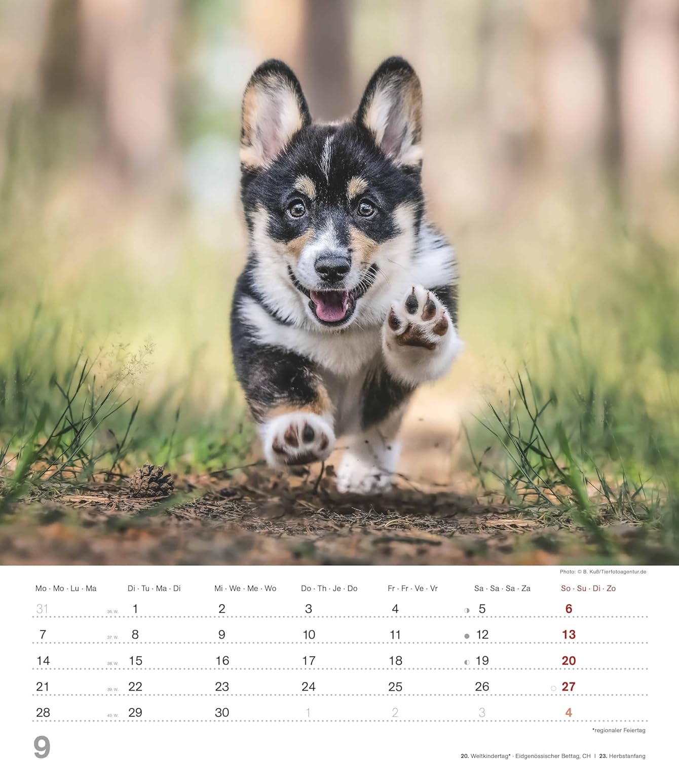 Thumbnail 6 de Alpha Edition Dinky Dogs Hundekinder-Kalender 2026 (Wandkalender 30×34 cm) mit 12 Welpenmotiven