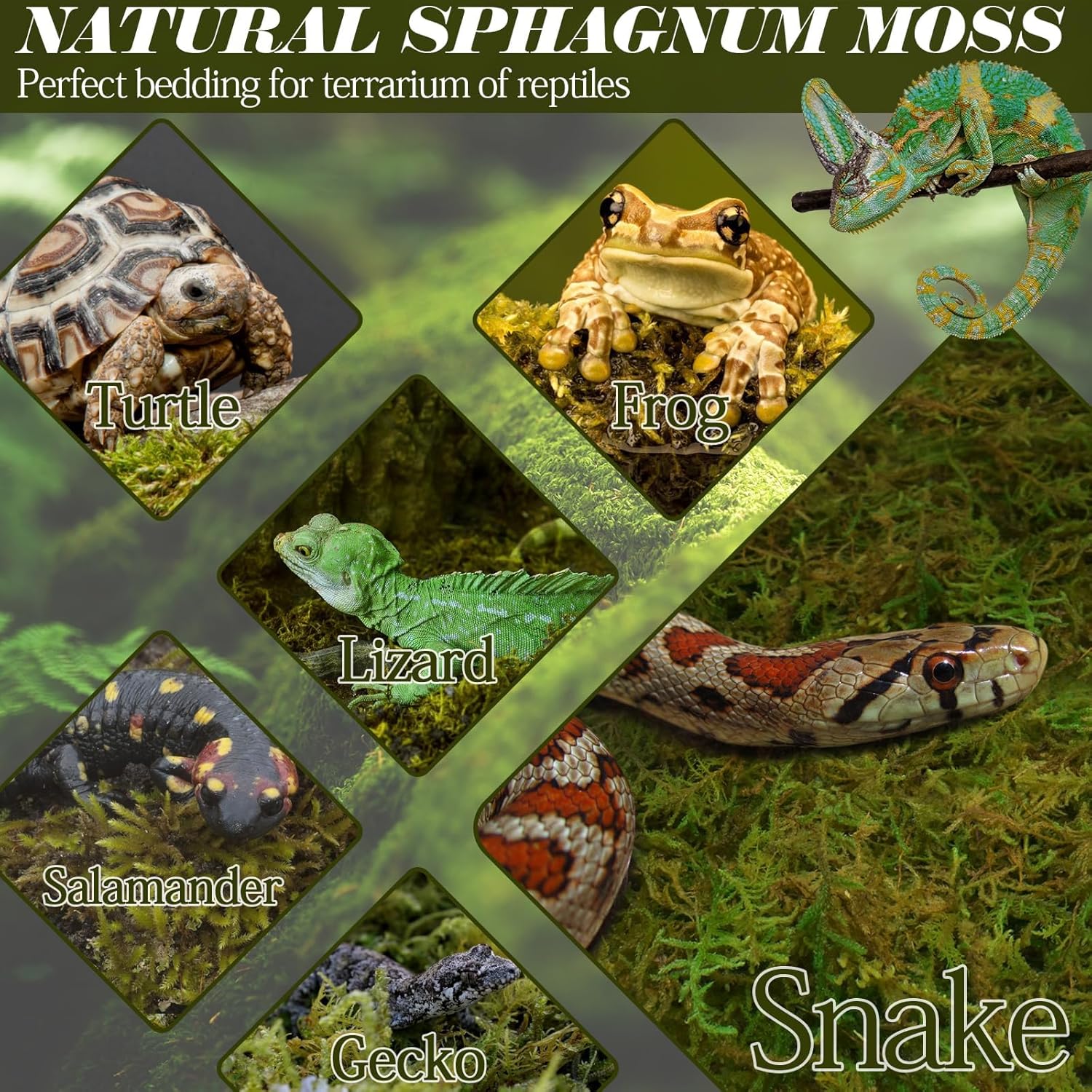 Thumbnail 3 de ZeeDix Terrarienmoos 340 g Natur für Reptilien