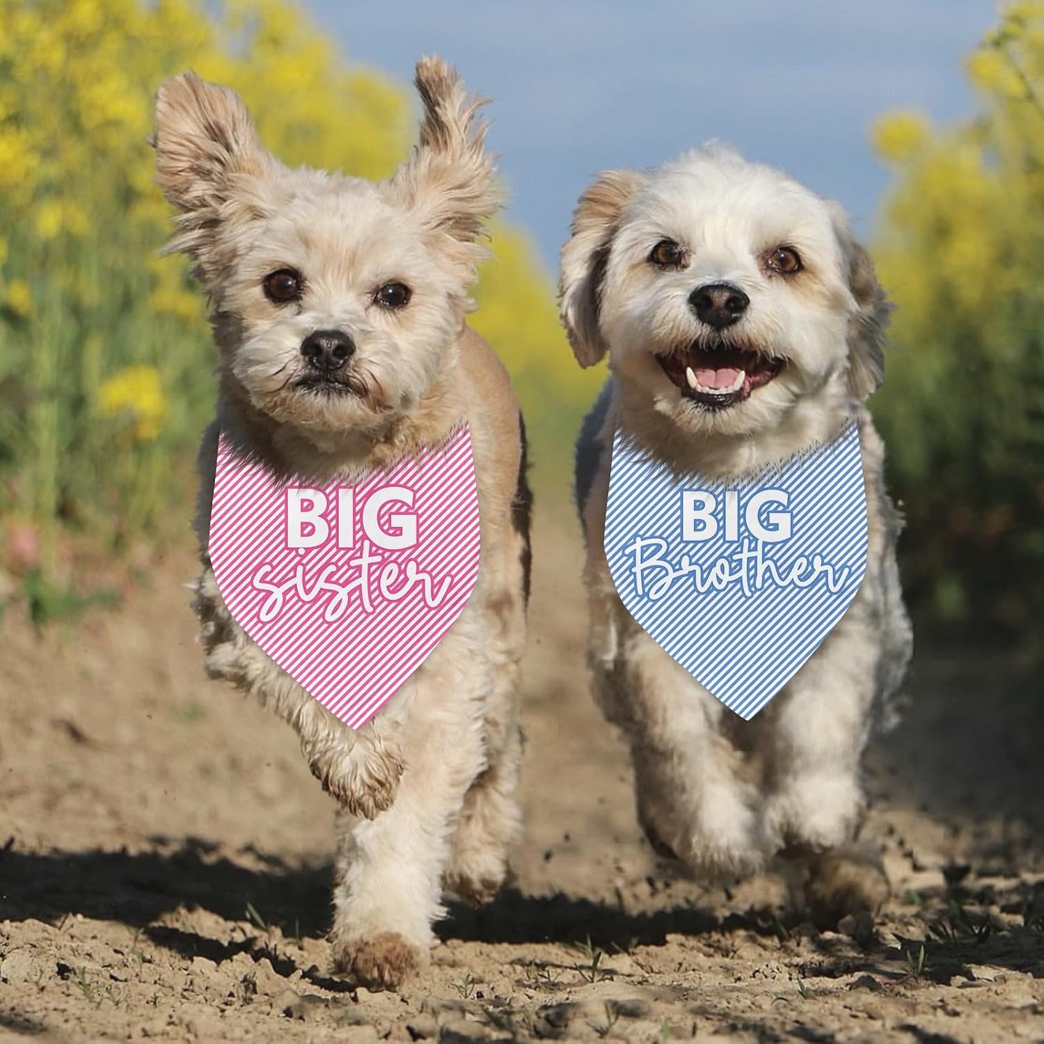 Detalle 2 de Dog Pregnancy Announcement Bandanas, 2-Pack