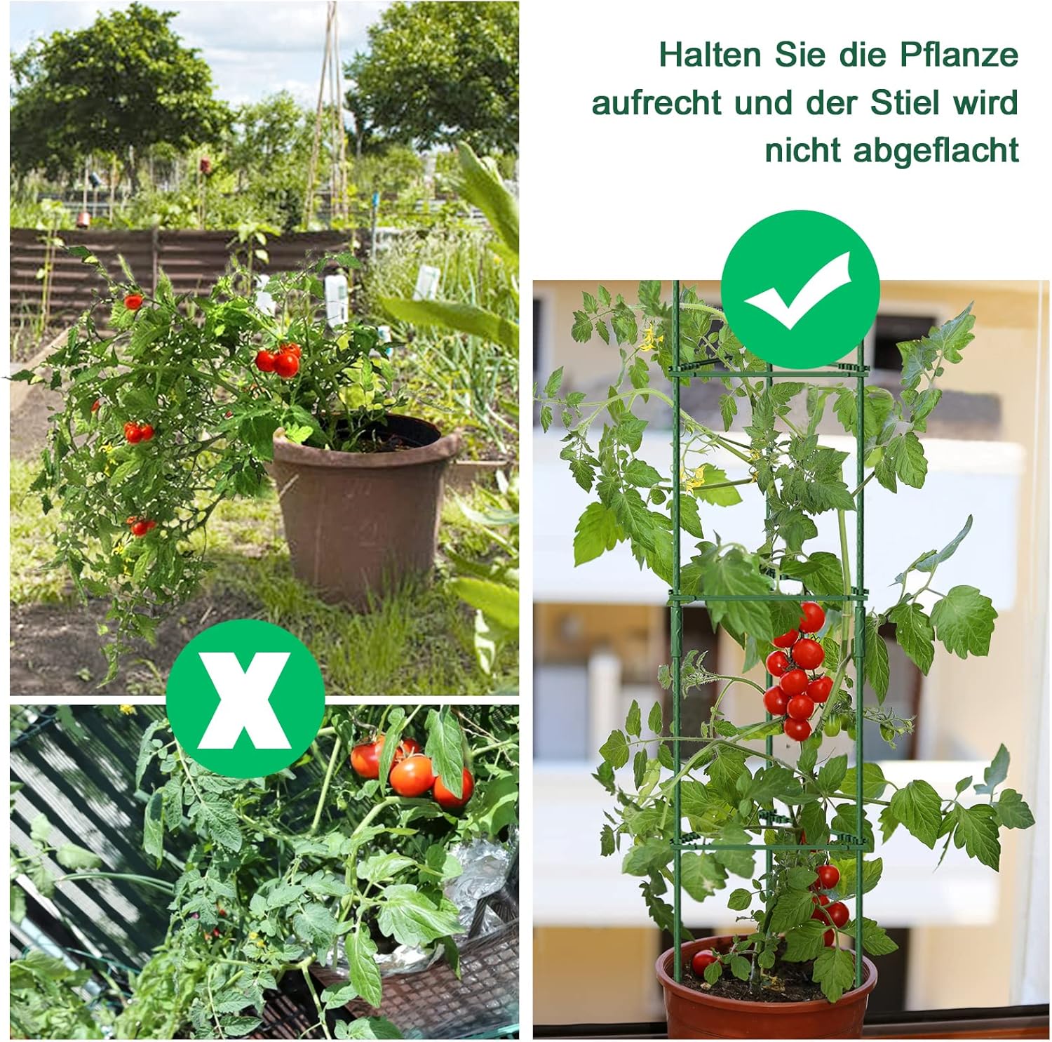 Thumbnail 4 de SUNYRISY Tomaten Rankhilfe im Set – einstellbare Pflanzenhalter (6er Set) mit Kletternetz, ca. 120 cm Höhe, grün
