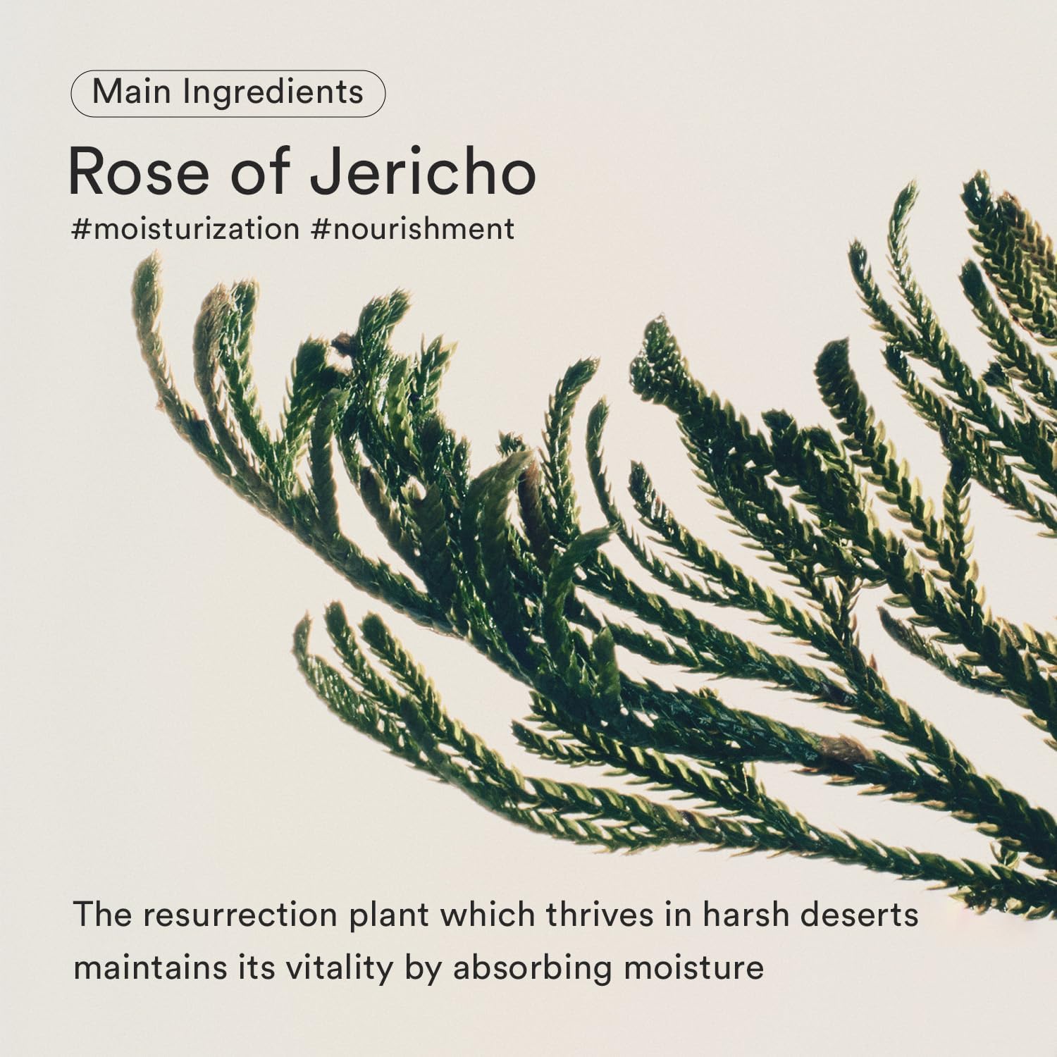 Thumbnail 2 de Abib Jericho Rose Bifida Serum Raffermissant – Soin hydratant profond pour peaux sèches