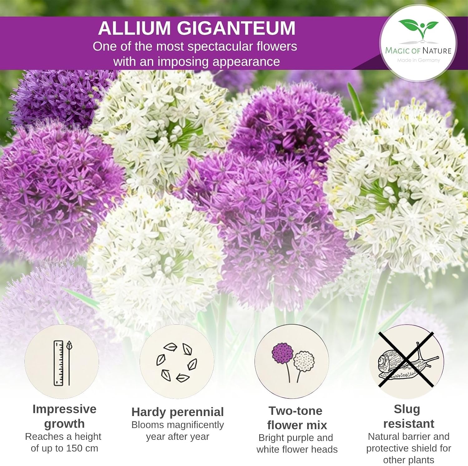 Thumbnail 3 de Magic of Nature Allium giganteum reuzen-sierui zaden, mix in paars en wit