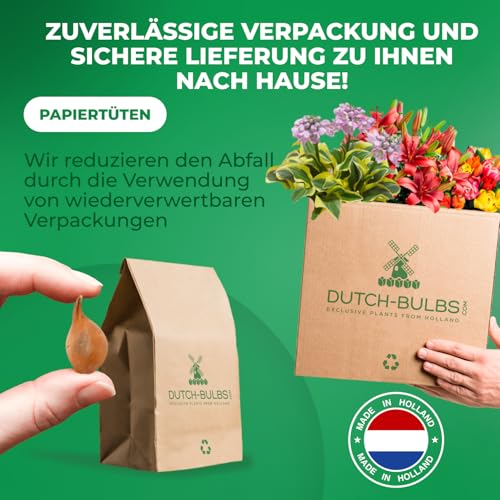 Thumbnail 4 de DUTCH BULBS EXCLUSIVE PLANTS FROM HOLLAND Bulbos de tulipán Super Collection 50 piezas 🌱
