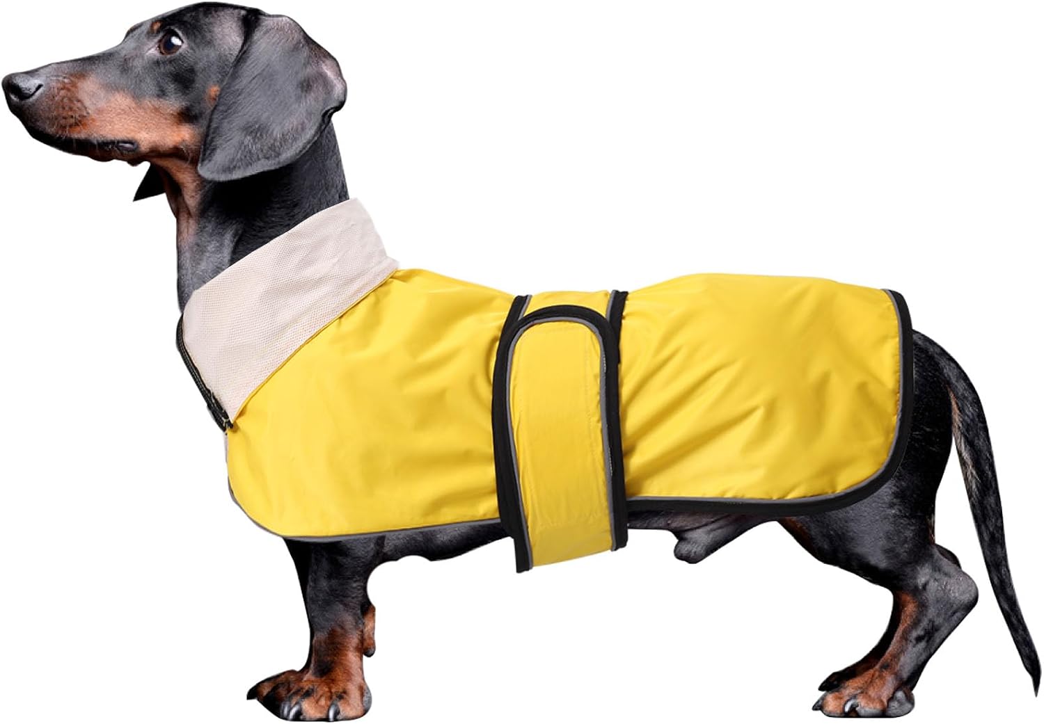 Detalle de Dachshund Raincoat Reflective Trim