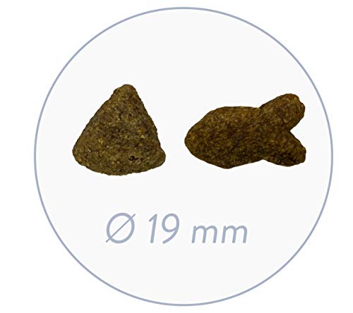 Detalle de BOSCH HPC Adult mit frischem Lachs & Kartoffel – 15 kg Hundetrockenfutter für ausgewachsene Hunde aller Rassen
