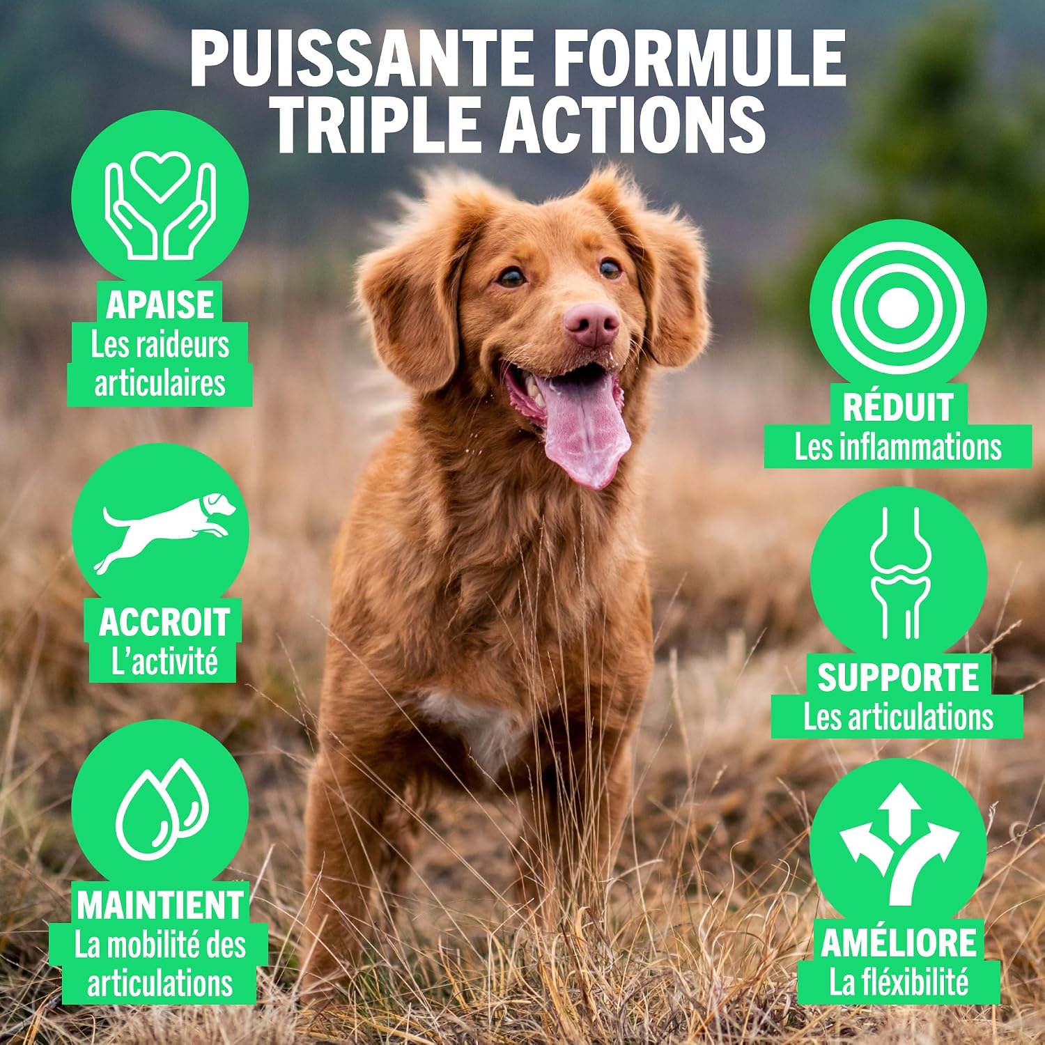 Detalle 2 de JOINTSURE Compléments d'articulation pour chiens – Moule verte, glucosamine et chondroïtine, 120 comprimés