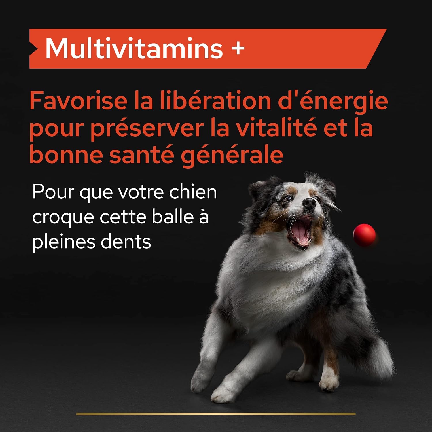 Detalle de PURINA PRO PLAN Multivitamins+ pour Chien – Alimentation complémentaire en poudre, boîte 60 g