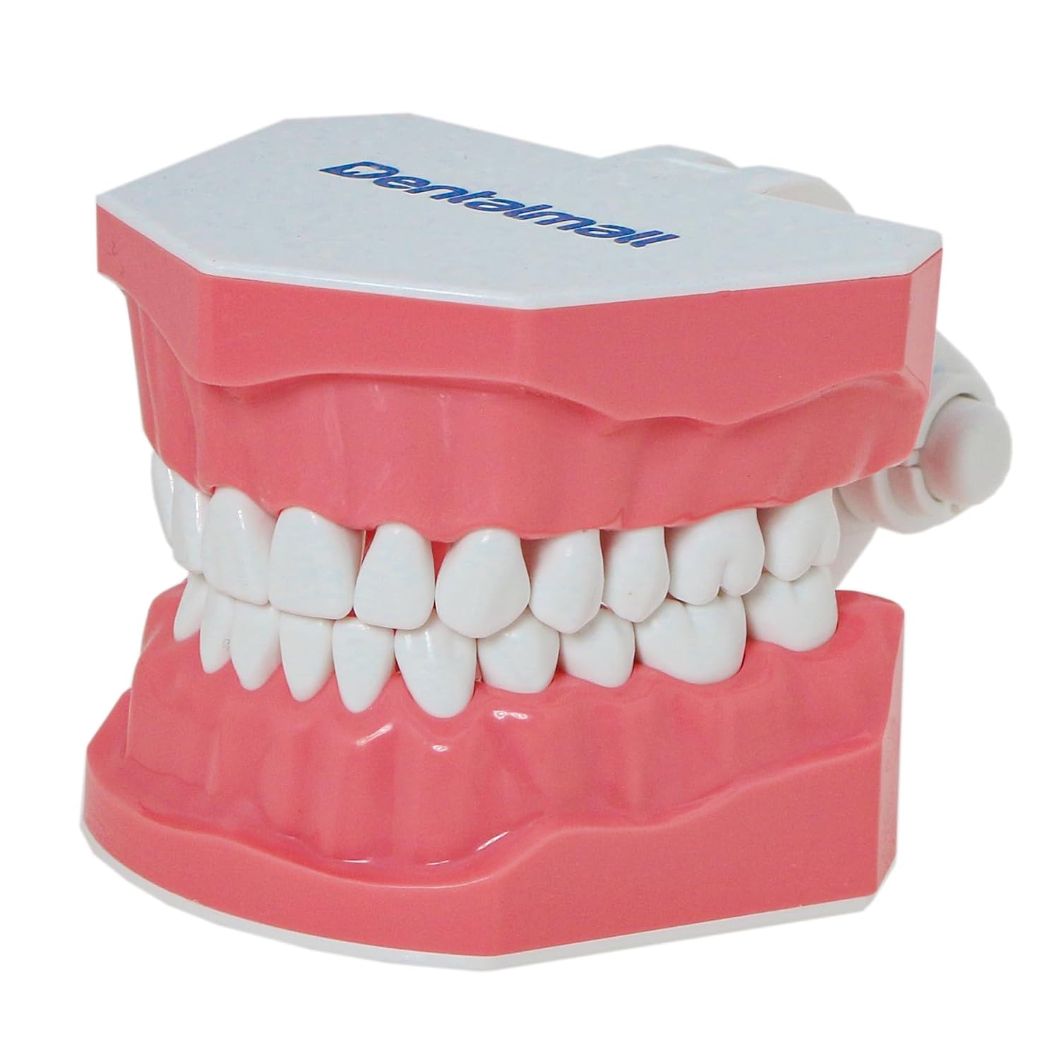 Detalle 2 de DENTALMALL Modèle dentaire standard pour brossage du fil dentaire, typodont et démonstration anatomique