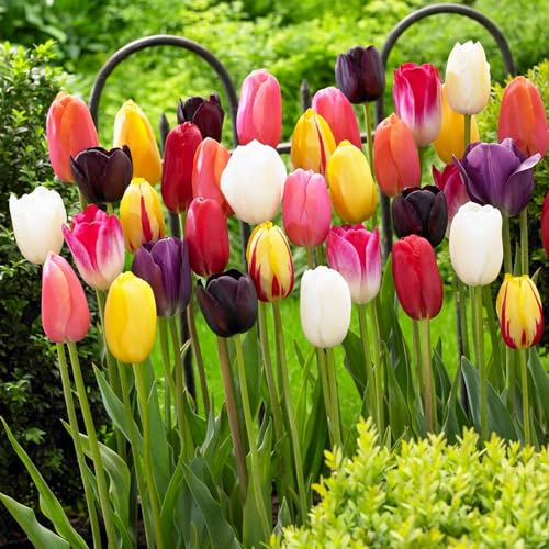 Tulipanes Riesen Darwin 25 bulbos