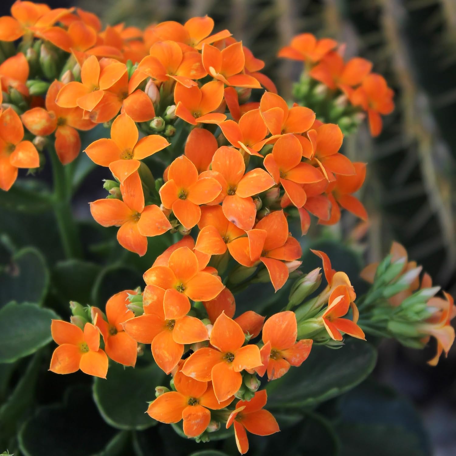 Detalle 2 de Kalanchoe Flowering Succulent Plants, 3-Pack
