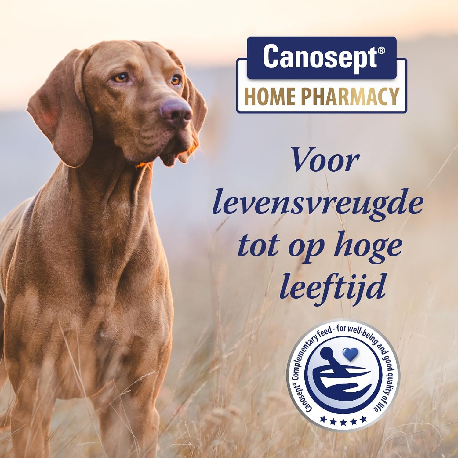 Thumbnail 1 de Canosept – Comprimés articulaires pour chiens (80 comprimés) – Moules vertes, glucosamine et oméga-3