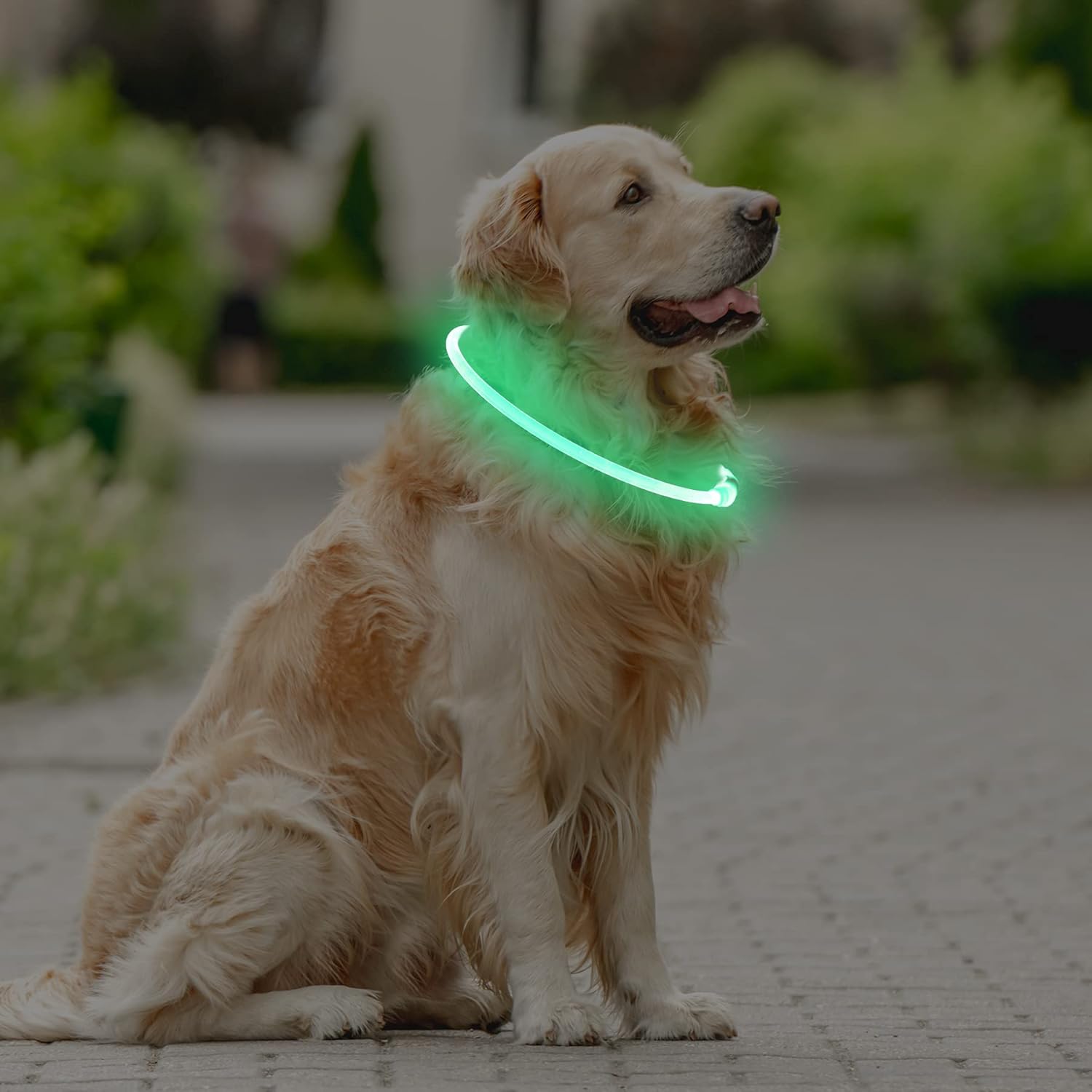 Detalle de Coolzon Collare Luminoso USB per Cani e Gatti – LED 3 Modalità, Impermeabile, Taglie Piccola/Media/Grande, Verde